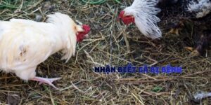 Nhận Biết Gà Bị Bệnh