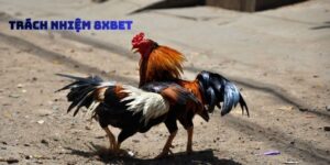 Trách Nhiệm 8xbet
