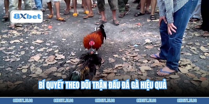 Bí quyết theo dõi trận đấu đá gà hiệu quả