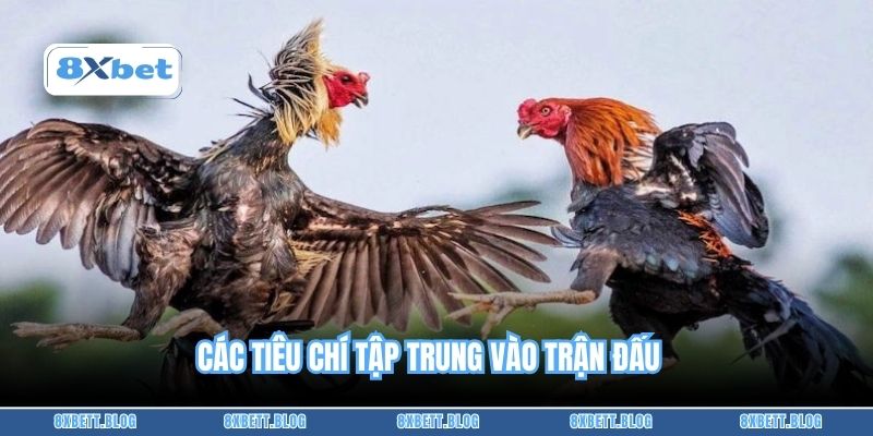 Các tiêu chí tập trung vào trận đấu